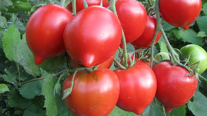 Review of the best varieties of tall tomatoes for open ground: help in choosing and reviews of summer residents