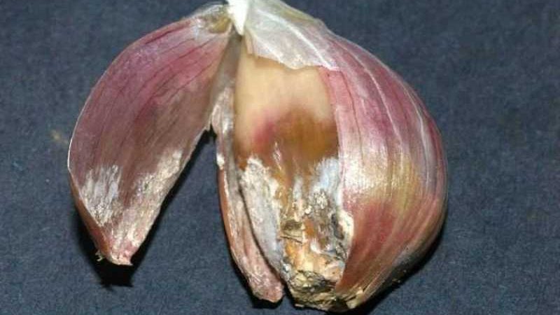 How and what to process garlic before planting for the winter: rules for preparing planting material and useful tips