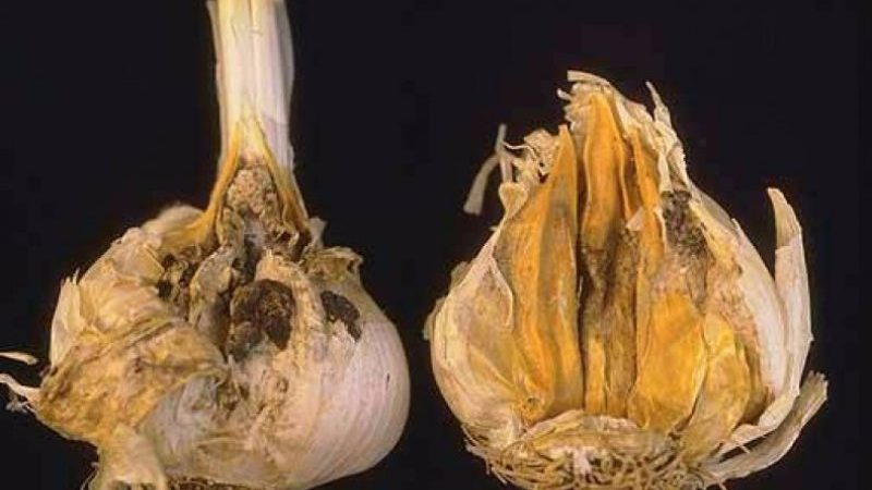 How and what to process garlic before planting for the winter: rules for preparing planting material and useful tips