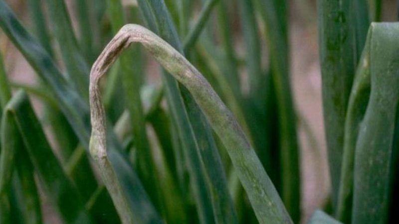 How and what to process garlic before planting for the winter: rules for preparing planting material and useful tips