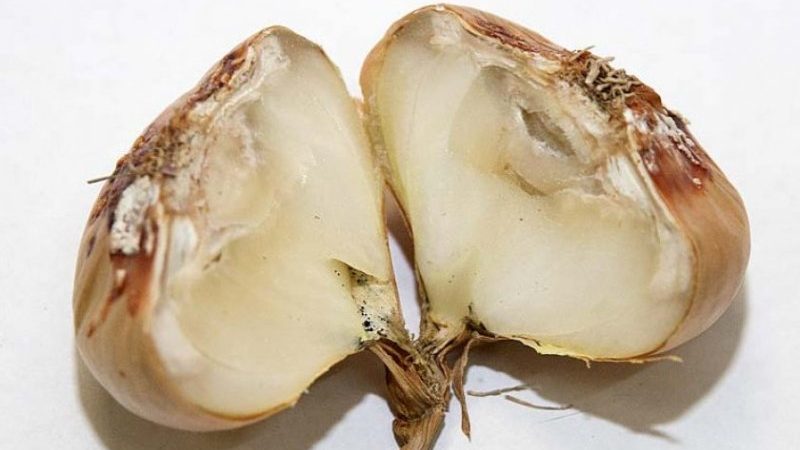 How and what to process garlic before planting for the winter: rules for preparing planting material and useful tips