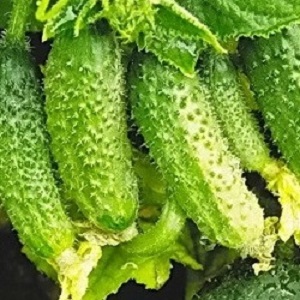 Early ripening and self-pollinated cucumber Shchedryk for fresh consumption and harvesting for the winter