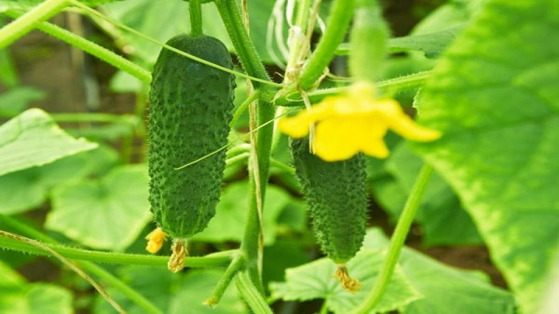 Early ripening and self-pollinated cucumber Shchedryk for fresh consumption and preparations for the winter