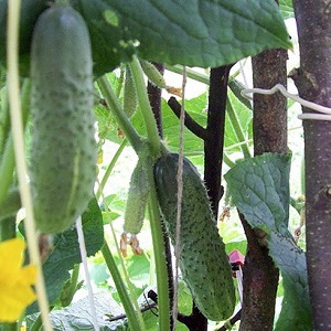 Early ripening and self-pollinated cucumber Shchedryk for fresh consumption and preparations for the winter
