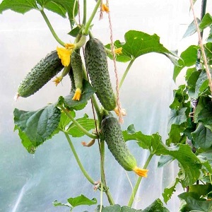 Early ripening and self-pollinated cucumber Shchedryk for fresh consumption and preparations for the winter