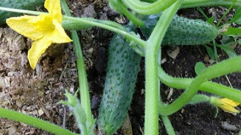 Early ripening and self-pollinated cucumber Shchedryk for fresh consumption and preparations for the winter