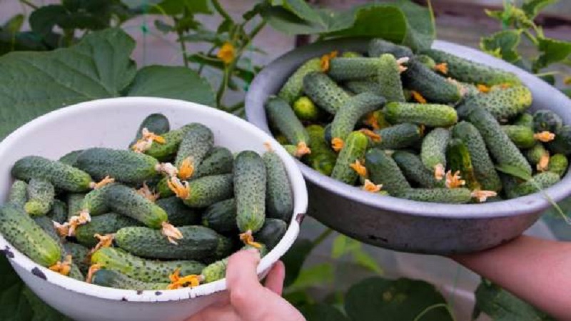 Early ripening and self-pollinated cucumber Shchedryk for fresh consumption and preparations for the winter