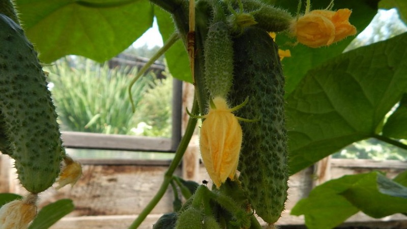 Early ripening and self-pollinated cucumber Shchedryk for fresh consumption and harvesting for the winter