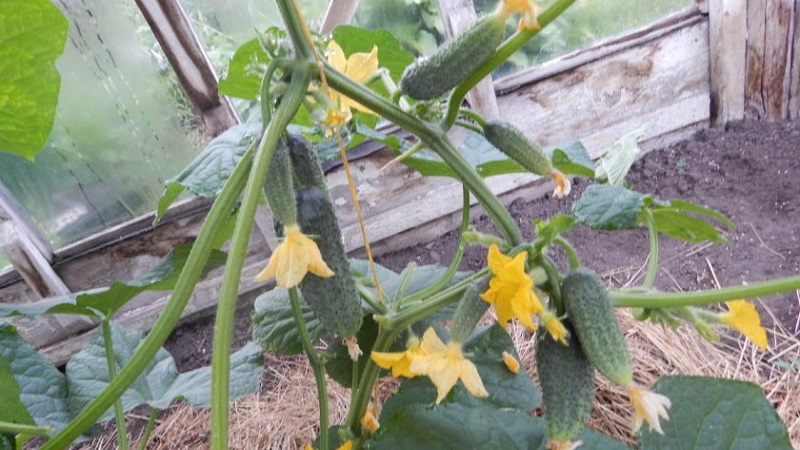 Early ripening and self-pollinated cucumber Shchedryk for fresh consumption and preparations for the winter