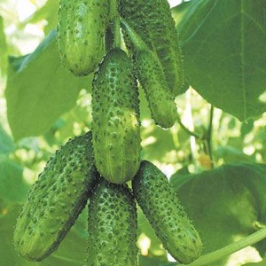 Early ripening and self-pollinated cucumber Shchedryk for fresh consumption and preparations for the winter
