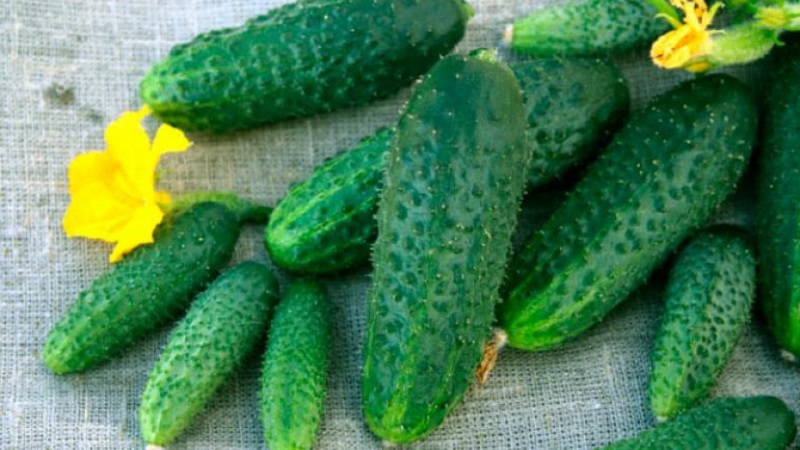 Early ripening and self-pollinated cucumber Shchedryk for fresh consumption and harvesting for the winter
