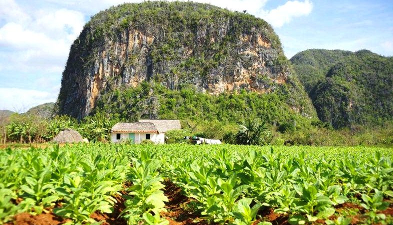 What is tobacco, its origin, cultivation and use