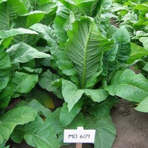 What is tobacco, its origin, cultivation and use