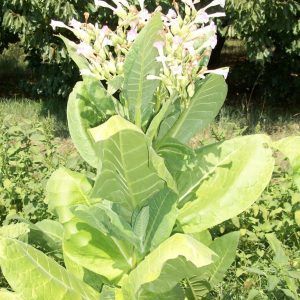 What is tobacco, its origin, cultivation and use