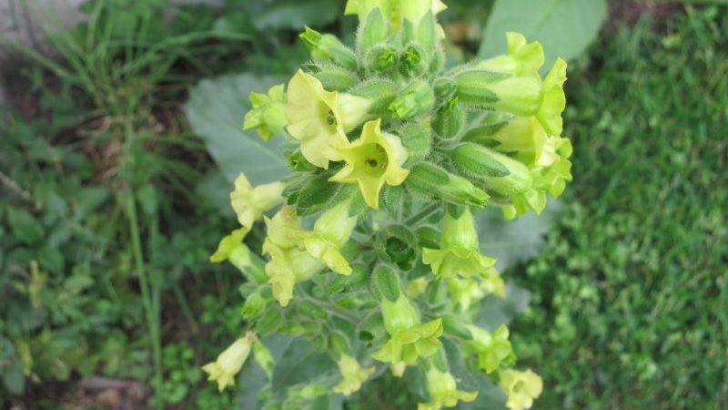 What is tobacco, its origin, cultivation and use