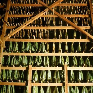 What is tobacco, its origin, cultivation and use