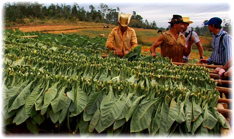 What is tobacco, its origin, cultivation and use
