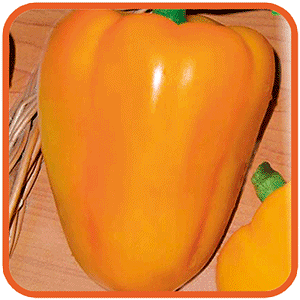 How to grow Bogdan pepper on your site: an overview and secrets of getting a rich harvest