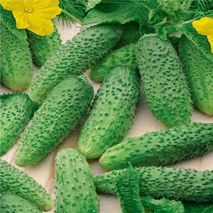 Young hybrid of German cucumbers for greenhouses and open ground