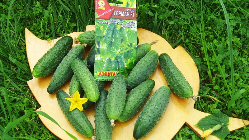 Young hybrid of German cucumbers for greenhouses and open ground