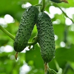 Young hybrid of German cucumbers for greenhouses and open ground