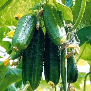 Young hybrid of German cucumbers for greenhouses and open ground