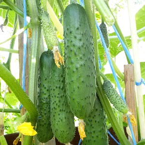 Young hybrid of German cucumbers for greenhouses and open ground
