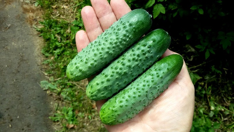 Young hybrid of German cucumbers for greenhouses and open ground