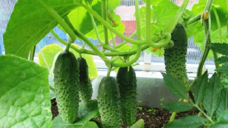 Young hybrid of German cucumbers for greenhouses and open ground