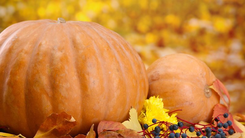 How to store pumpkin at home in an apartment: we create optimal conditions and keep the vegetable fresh for the winter