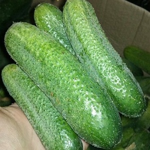 Claudine f1 parthenocarpic cucumber hybrid from Dutch breeders