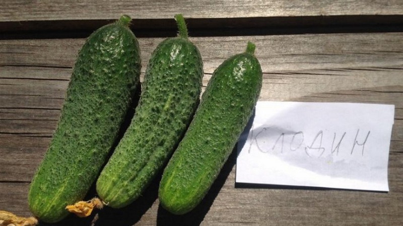 Claudine f1 parthenocarpic cucumber hybrid from Dutch breeders