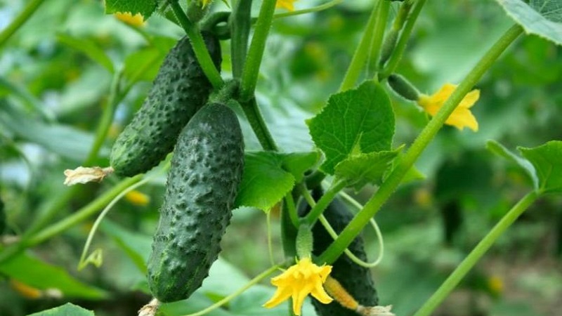 Mid-season cucumber variety Competitor with good yields and simple growing conditions