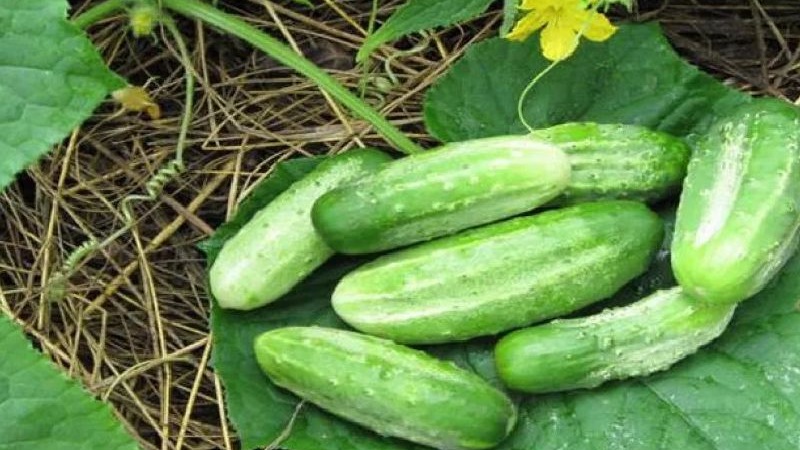 Mid-season cucumber variety Competitor with good yield and easy growing conditions