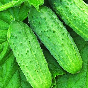 Mid-season cucumber variety Competitor with good yields and simple growing conditions