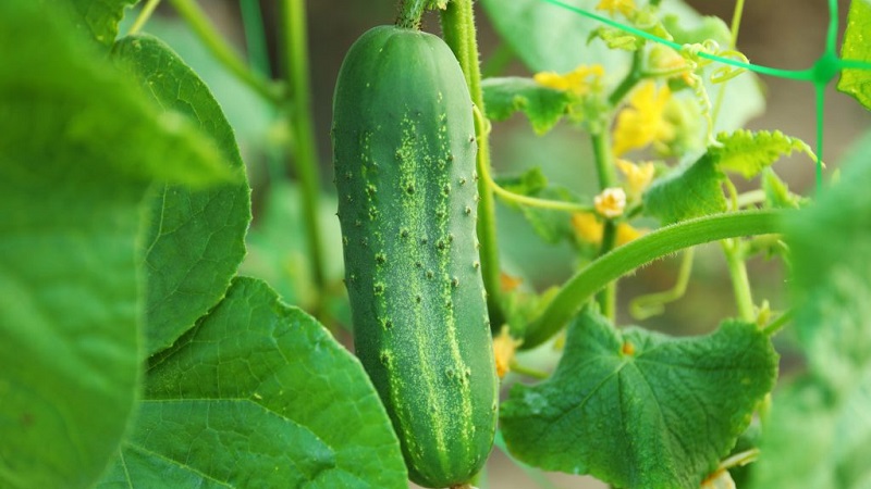 Mid-season cucumber variety Competitor with good yields and simple growing conditions