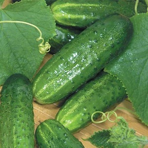 Mid-season cucumber variety Competitor with good yields and simple growing conditions