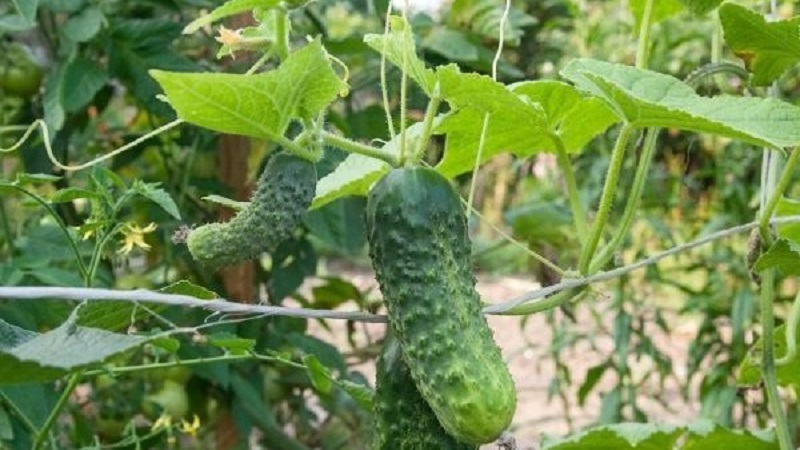 Mid-season cucumber variety Competitor with good yields and simple growing conditions