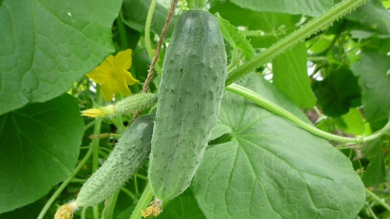 Mid-season cucumber variety Competitor with good yields and simple growing conditions