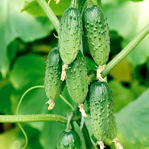 Mid-season cucumber variety Competitor with good yields and simple growing conditions