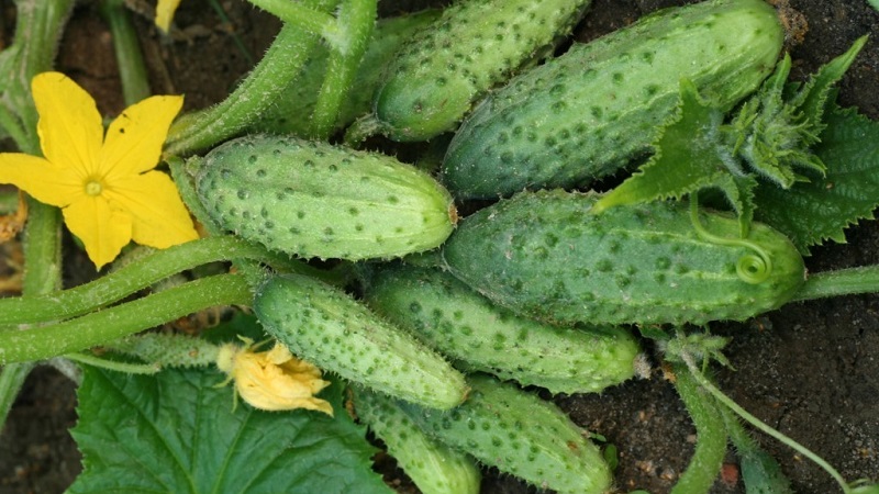 Mid-season cucumber variety Competitor with good yields and simple growing conditions