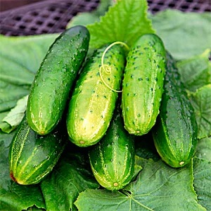 Mid-season cucumber variety Competitor with good yields and simple growing conditions