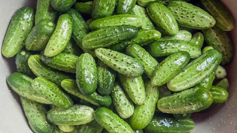 Mid-season cucumber pollinated by bees Spring from Moldovan breeders