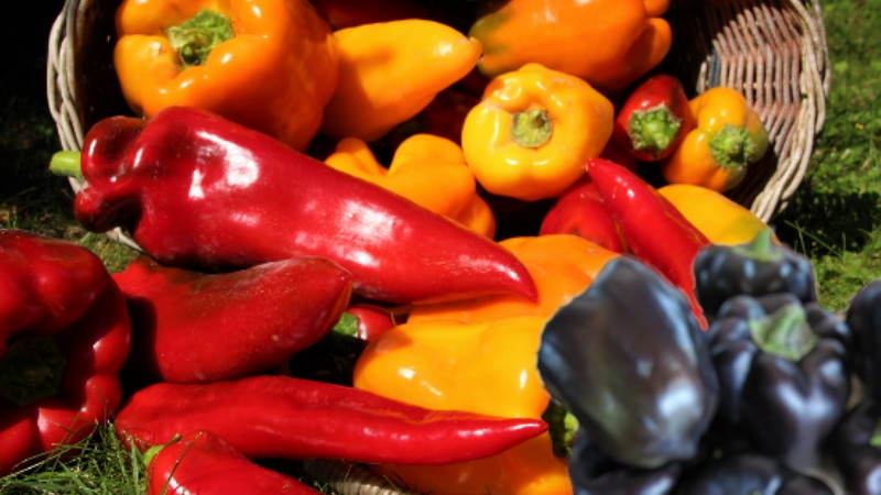 How to collect pepper seeds at home: instructions for the correct harvesting of seed