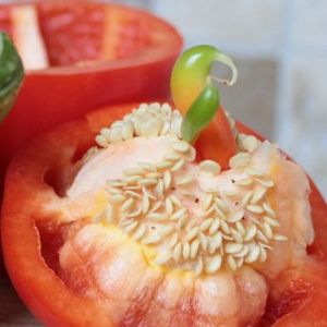 How to collect pepper seeds at home: instructions for the correct harvesting of seed