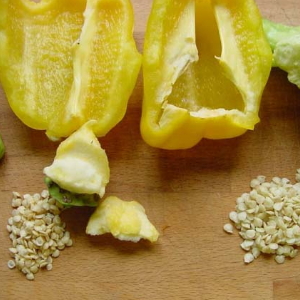 How to collect pepper seeds at home: instructions for the correct harvesting of seed