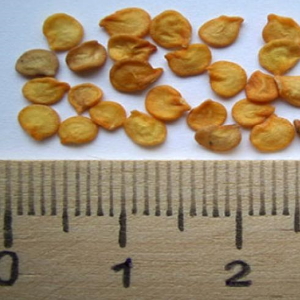 How to collect pepper seeds at home: instructions for the correct harvesting of seed