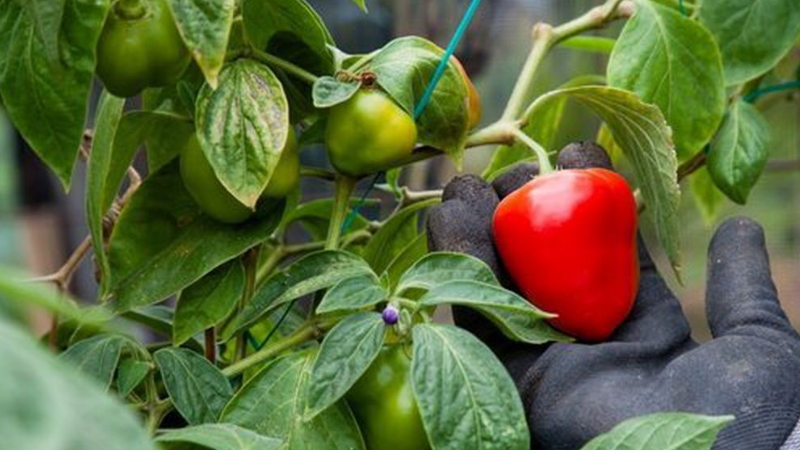 How to collect pepper seeds at home: instructions for the correct harvesting of seed