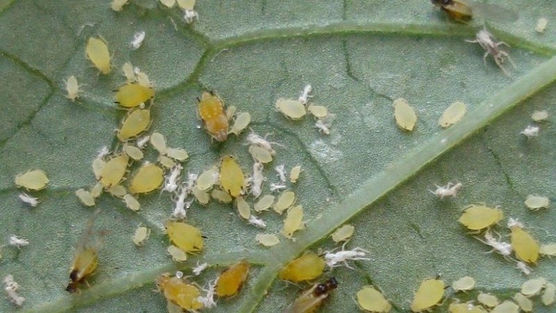 How to get rid of spider mites on cucumbers in a greenhouse: proven methods of control and prevention