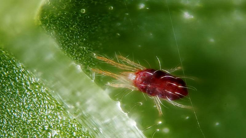 Who eats gooseberries and how to deal with pests